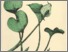 [thumbnail of pflanzen-unserer-moore.pdf]
